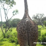 Up close image of a giraffe from Kilimanjaro Safaris