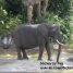 Magic Monday: Kilimanjaro Safaris